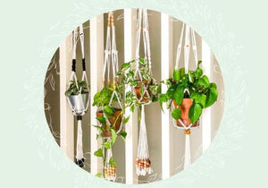 Plant Accessories